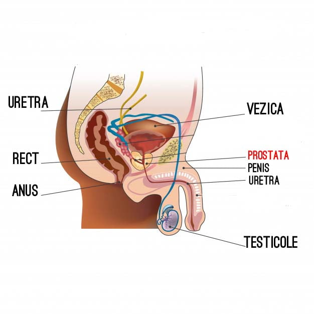 Adenomul de prostată - simptome, diagnostic, tratament