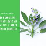 20 proprietăți miraculoase ale salviei - floarea Maicii Domnului 29 salvia beneficii salvia proprietati
