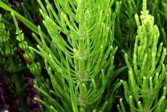 Equisetum arvense sau coada calului